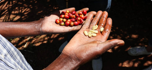 VOORBEELD: Why does my coffee bag say ‘washed’ or ‘honey’?